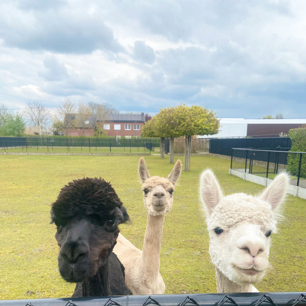 Cradle to Cradle haarbanden