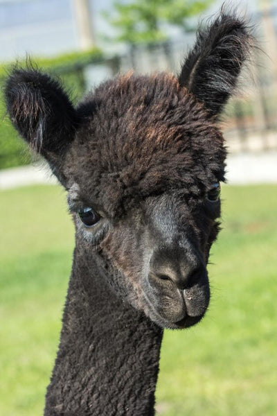 Cradle to Cradle haarbanden