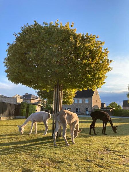 Cradle to Cradle haarbanden