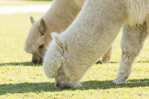 Cradle to Cradle haarbanden
